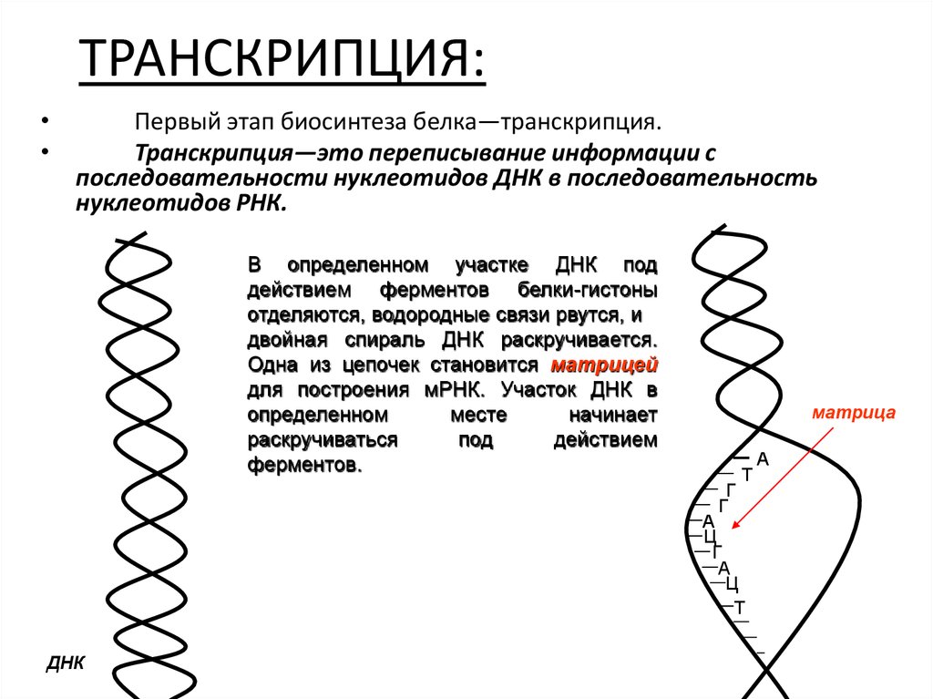 Днк ирнк белок. Этапы транскрипции белка. Транскрипция ДНК В РНК гистоны. Биосинтез белка транскрипция и трансляция. Транскрипция биология.