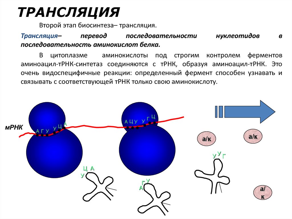 Рибосомы синтезируют полипептиды. Трансляция процесс синтеза белка. Этапы биосинтеза белка 10 класс. Трансляция в процессе биосинтеза белка обеспечивает. Этапы трансляции биосинтеза белка.