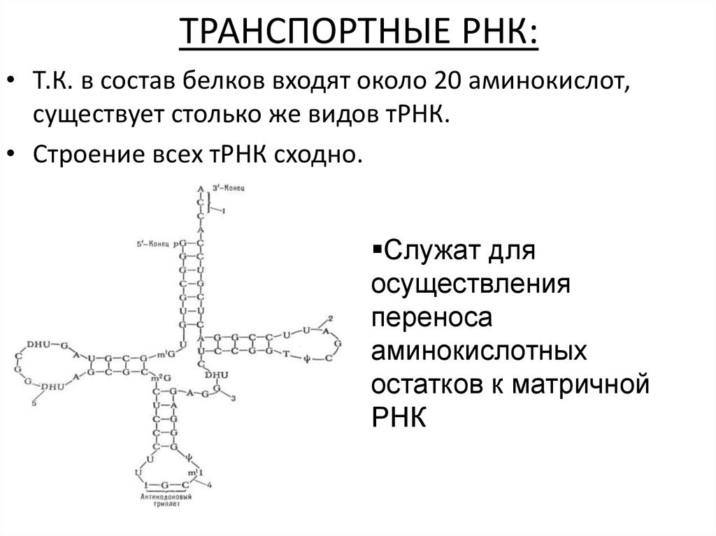 Молекула трнк. Транспортная РНК характеризуется. ТРНК. Транспортная РНК рисунок. В состав транспортной РНК входят.