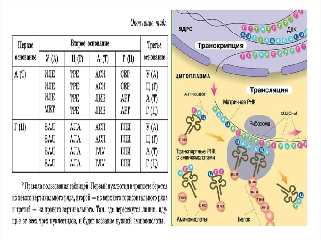 Транскрипция трансляция биосинтез. Биосинтез белка ЕГЭ биология таблица. Биосинтез белка таблица аминокислот. Транскрипция и трансляция Биосинтез белка.