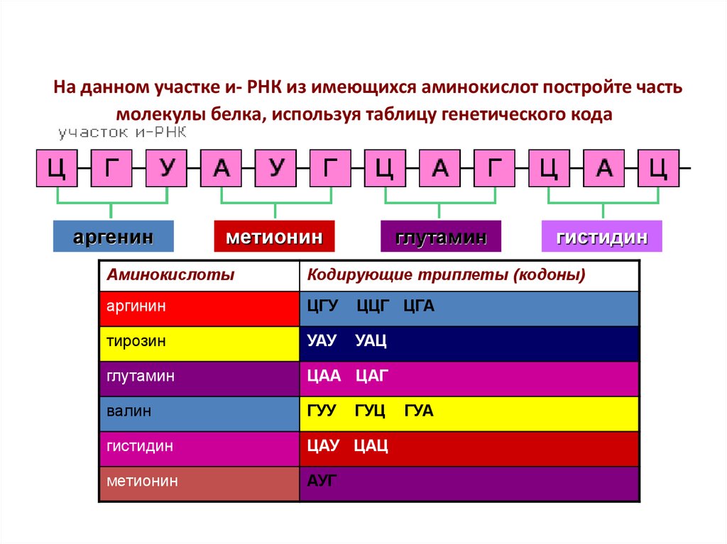 Кодировка белка. Триплеты кодирующие аминокислоты. Нуклеотид аминокислота триплет. Триплет ДНК. Триплеты кодирующие аминокислоты ДНК.