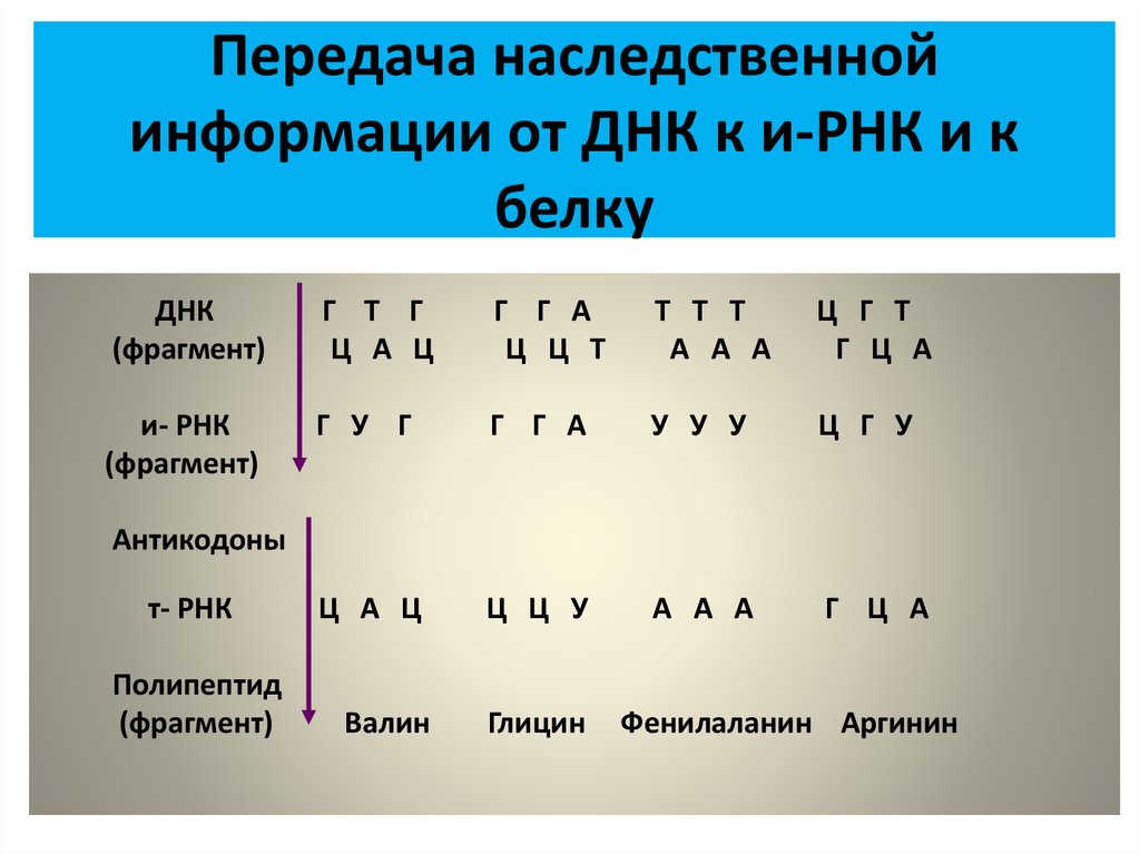 Днк рнк ирнк. Передача наследственной информации Биосинтез белка. Цепочка ДНК И РНК как составить. Как составить цепь ИРНК по ДНК. Схему передачи наследственной информаци.