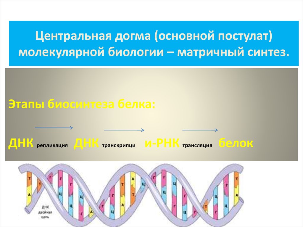 Какая схема соответствует главному постулату или центральной догме молекулярной биологии