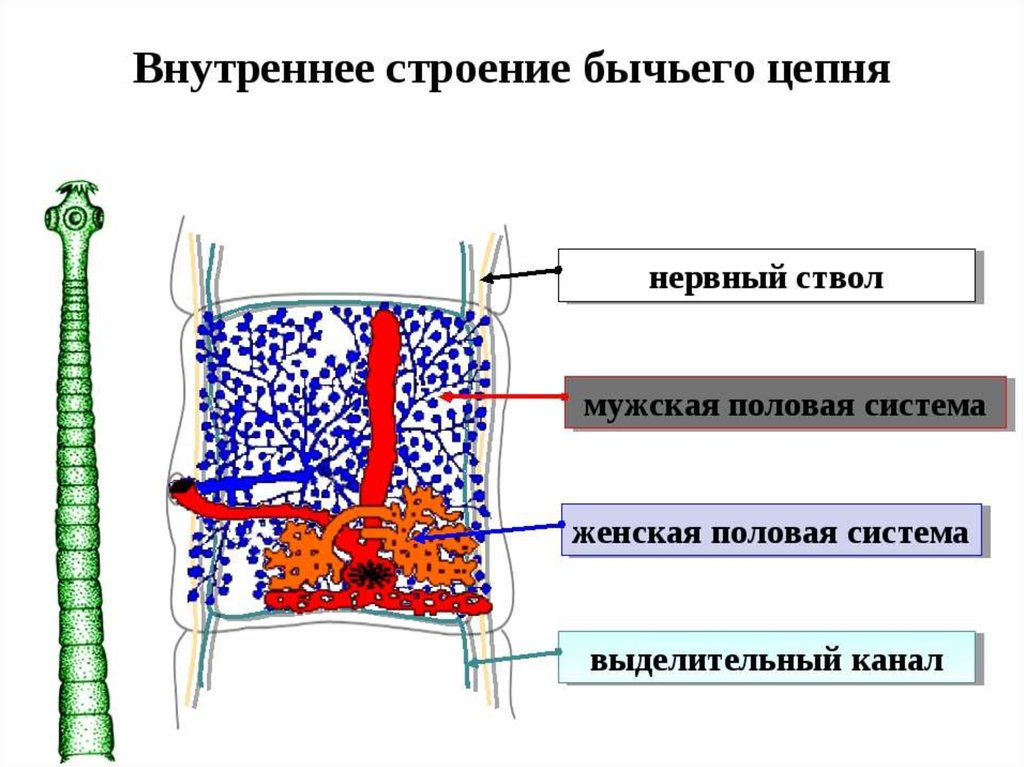 Бычий цепень строение. Внутреннее строение бычьего цепня. Ленточные черви внутреннее строение. Внутреннее строение ленточных червей. Строение бычьего цепня схема.