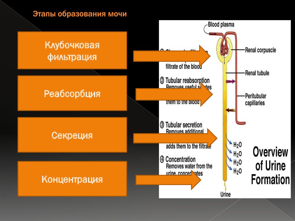 Этапы образования. Этапы и механизмы образования мочи фильтрация реабсорбция секреция. Этапы образования мочи. Фазы образования мочи. Стадии образования мочи.