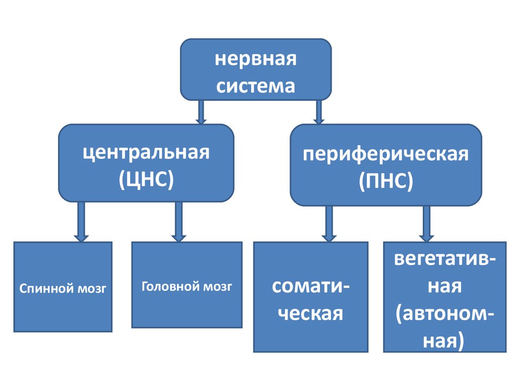 Центральная нс. Центральная и периферическая нервная система. Нервная система ЦНС И ПНС. Центральная нервная система и периферическая нервная система. Центральная НС И периферическая НС.