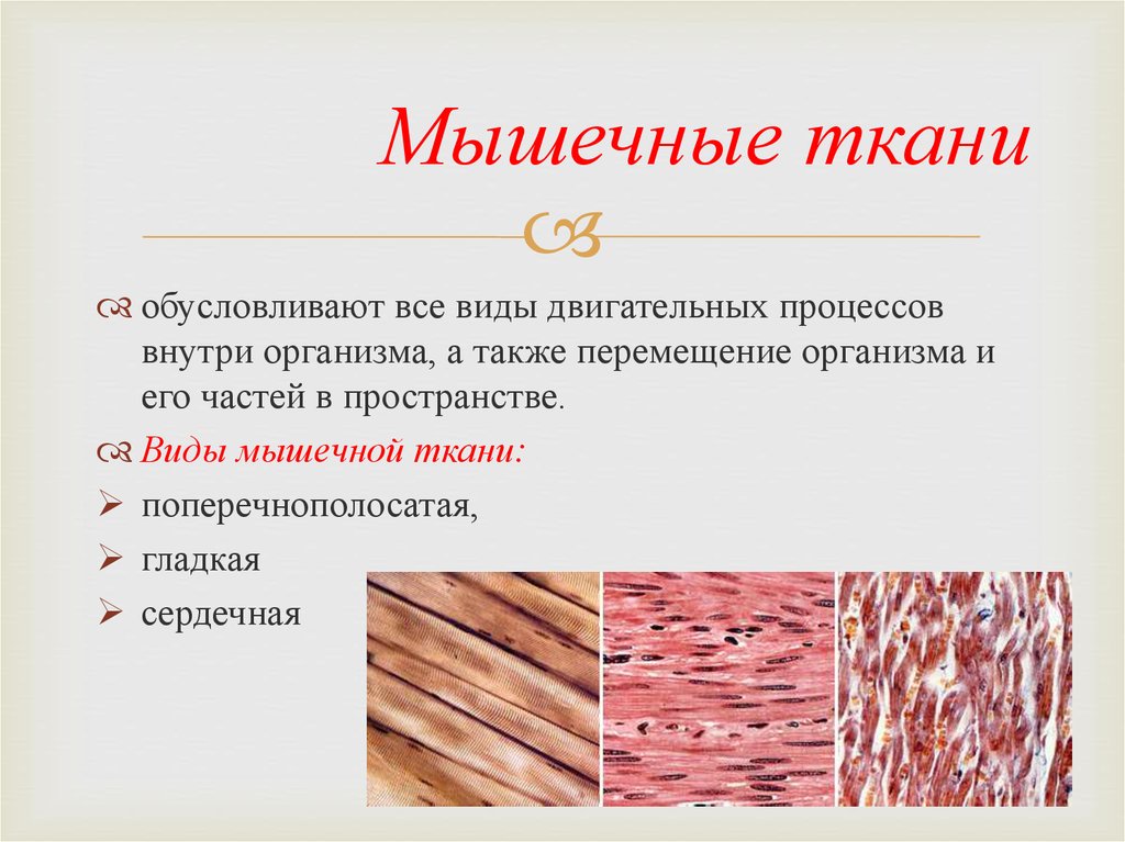 Отличительные особенности мышечных тканей