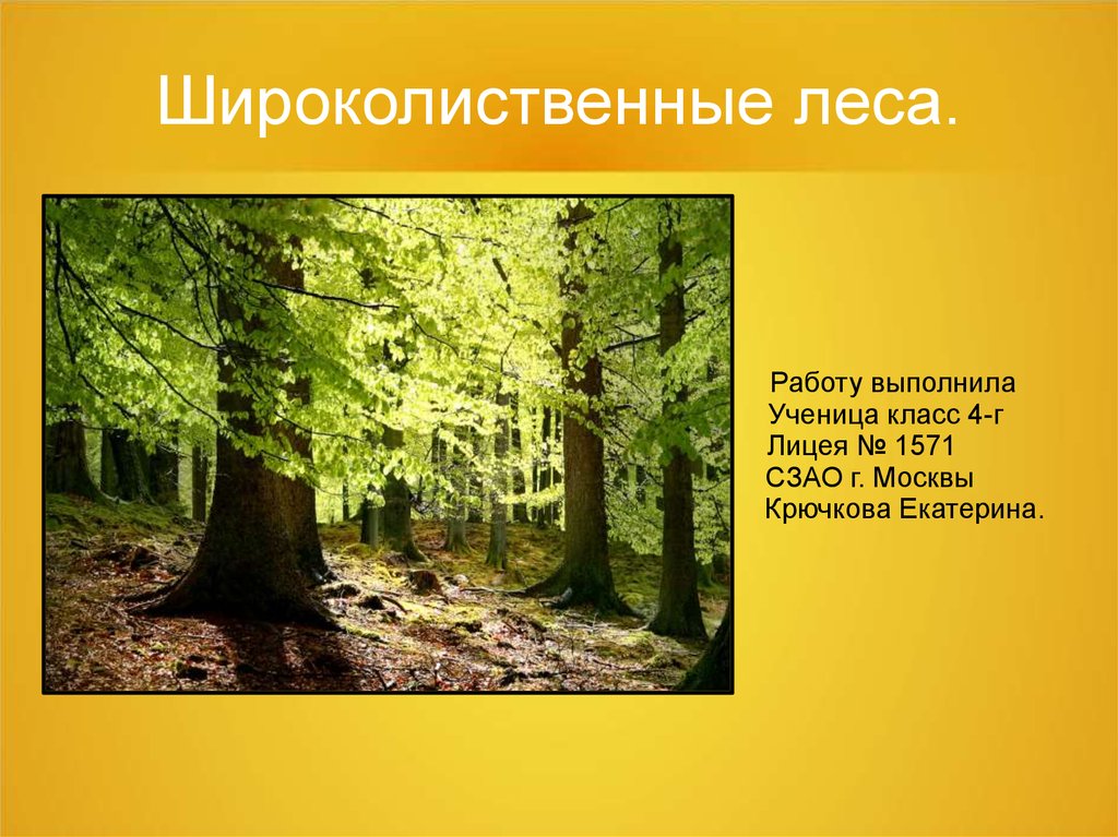 Широколиственные леса - презентация онлайн