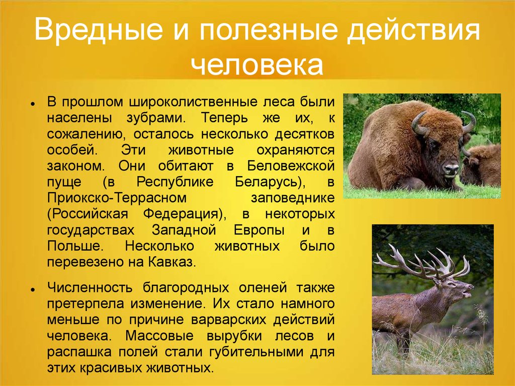 Какие животные вредные. Животные широколиственных лесов. Животные широколиственных лесов в России. Животные смешанных и широколистных лесов. Широколиственный лес животные.