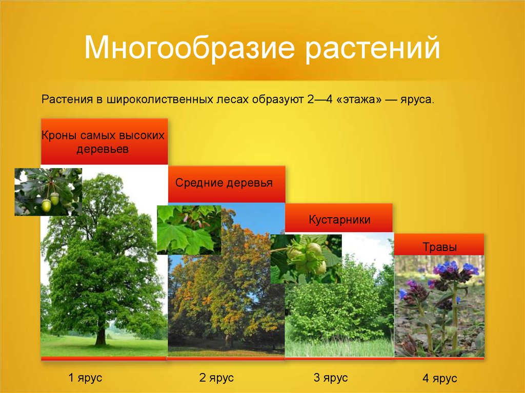 Растения природной зоны смешанные и широколиственные леса