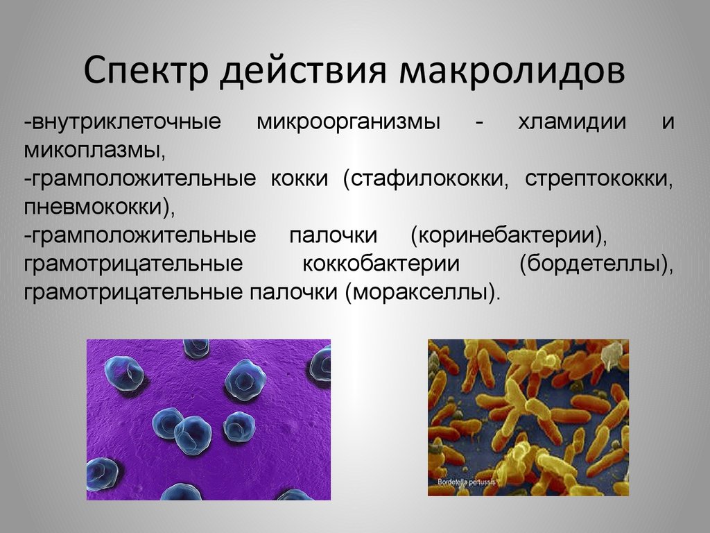 Расщепление клетчатки бактериями