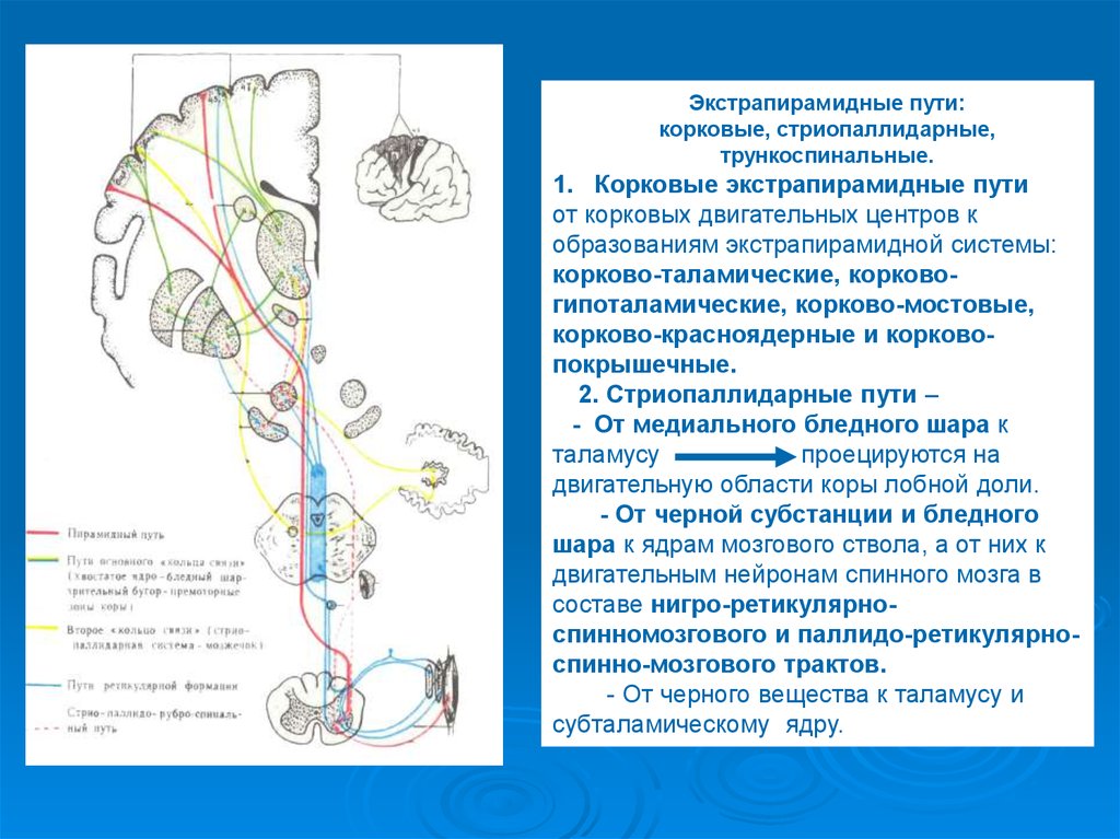 Поражение двигательного анализатора на различных уровнях поражения схема