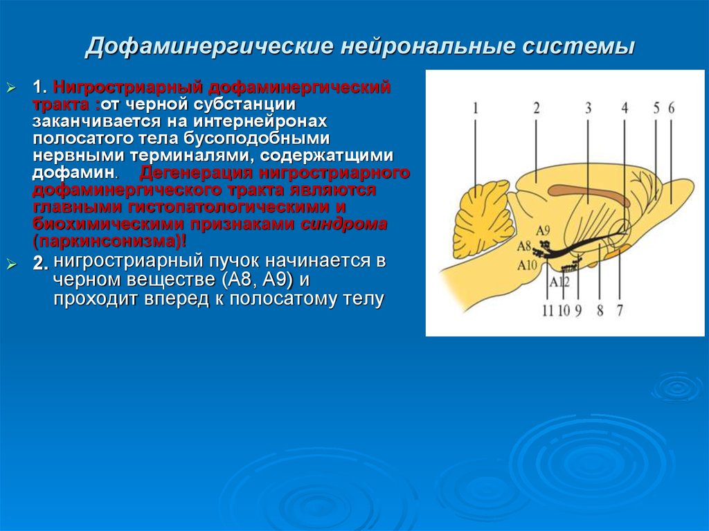 Дофаминергическая система презентация