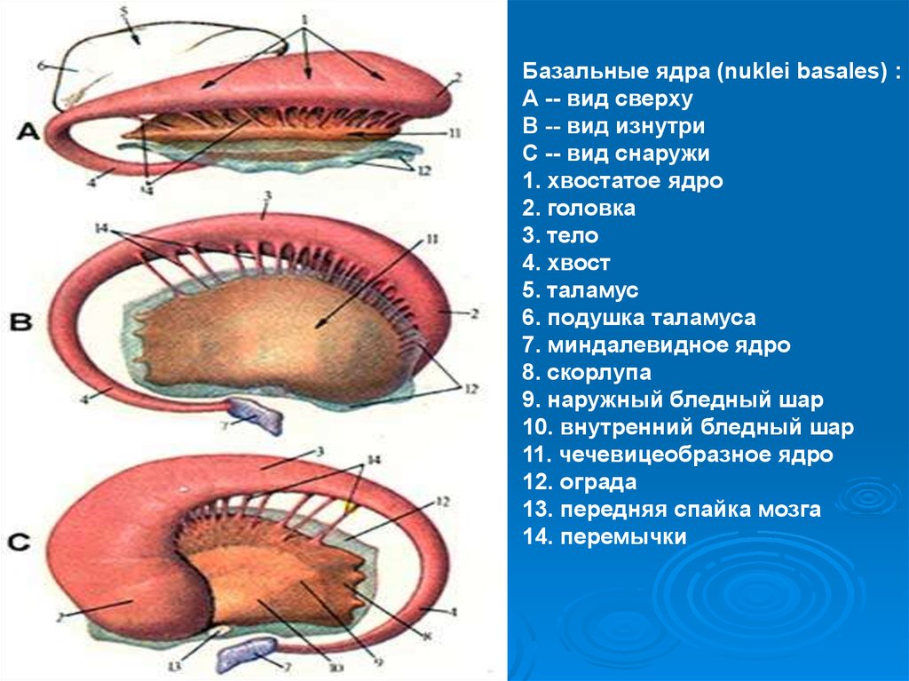 Базальные ядра картинка