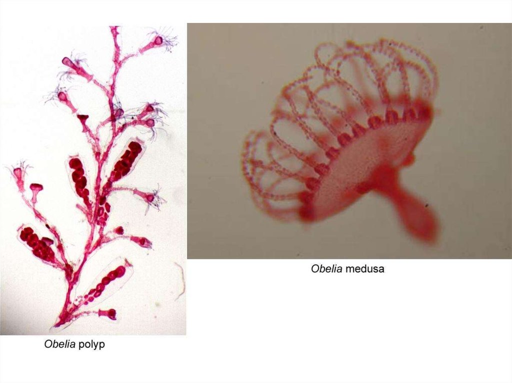 Колония кишечнополостных. Гидроидный полип обелия. Обелия гидра. Колониальные Гидроидные полипы. Колония полипа обелия.