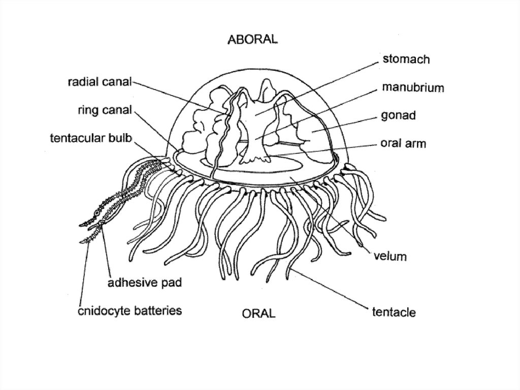 Строение медузы рисунок