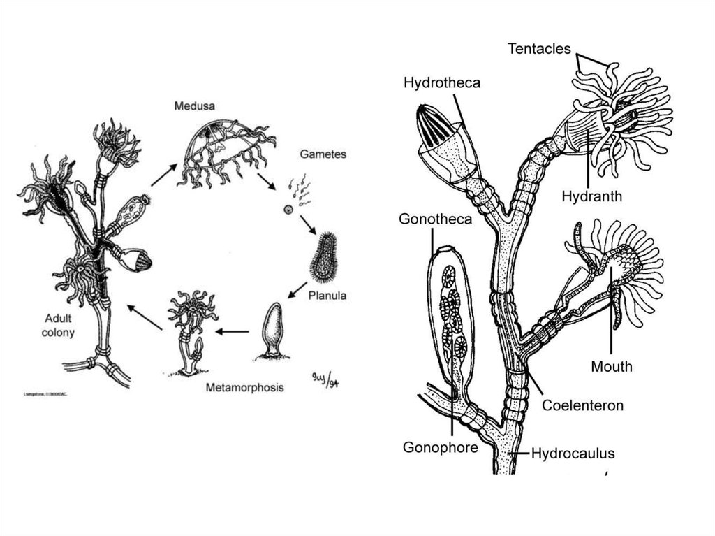 Жизненный цикл полипа. Гидроидные полипы строение. Обелия гидра строение. Колониальные Гидроидные полипы. Полип обелия строение.