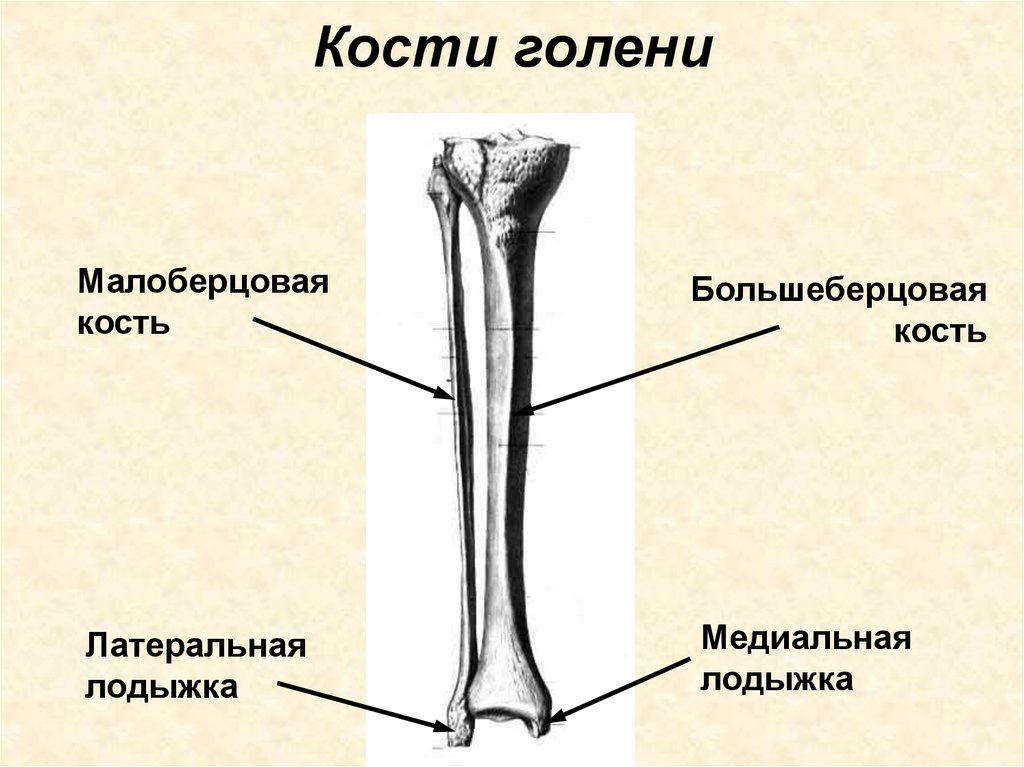1 скелет голени. Кости голени малоберцовая кость. Медиалтный лодыжка большеберцовой кости. Кости голени строение. Кость голени анатомия строение.