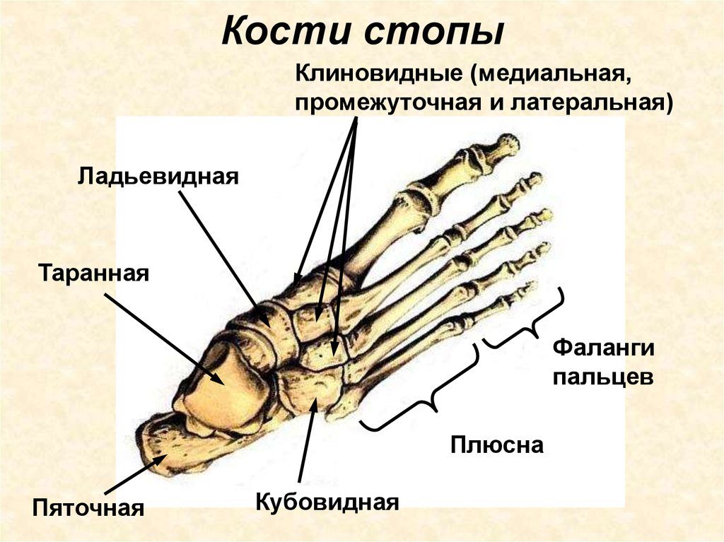 Кости подошвы. Кости стопы человека анатомия. Клиновидная кость стопы анатомия. Скелет стопы предплюсна плюсна. Стопа анатомия строение кости.