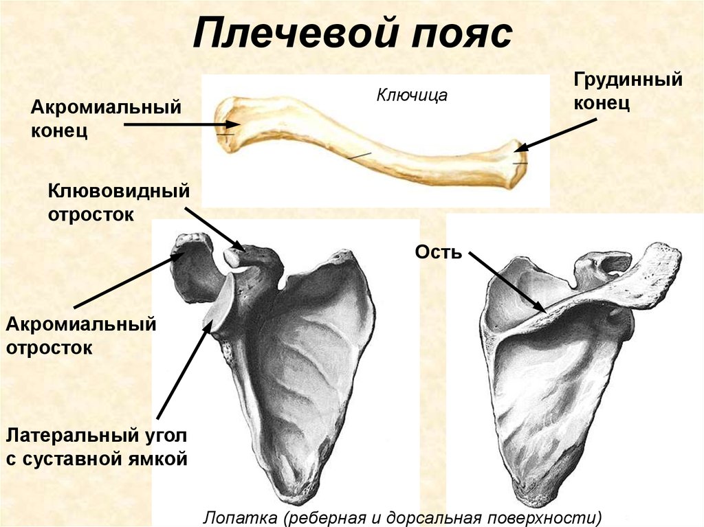 Лопатка кость человека на скелете