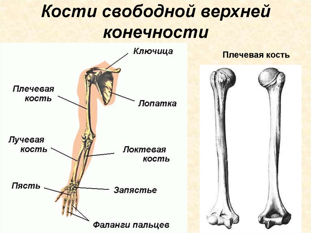 Отдел свободный. Отделы трубчатой плечевой кости. Кости верхней конечности вид спереди. Пояс верхних конечностей скелет, соединение костей, мышцы. Кости скелета свободной верхней конечности.