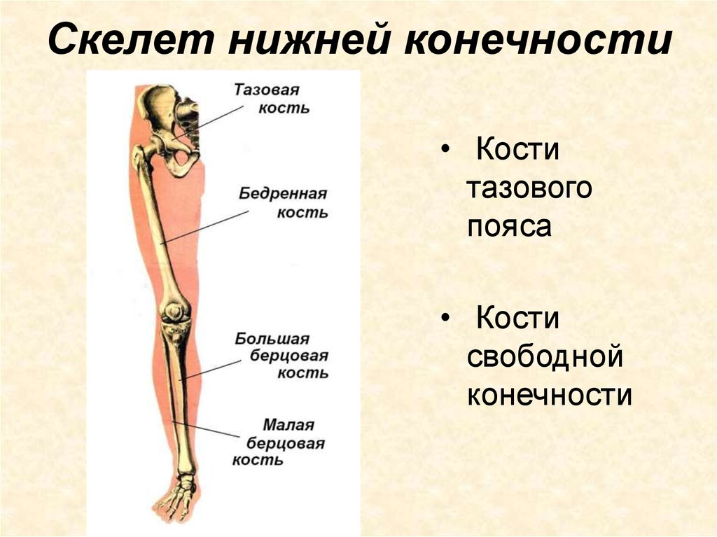 Скелет нижних конечностей человека схема