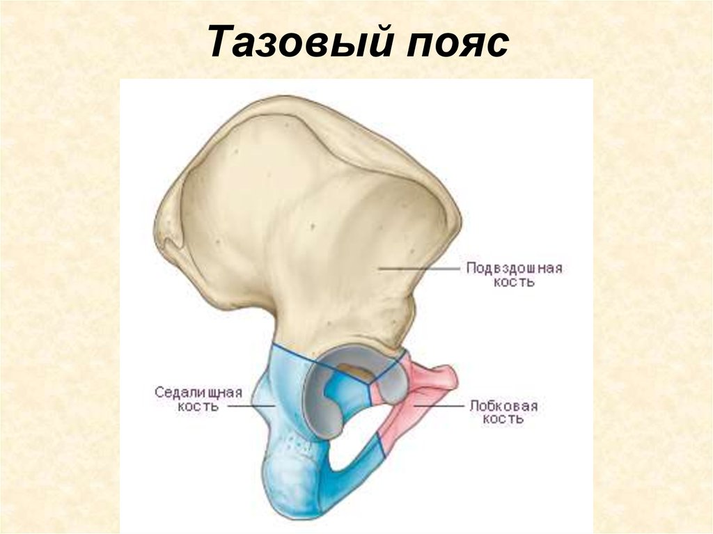 Передние ости подвздошных костей