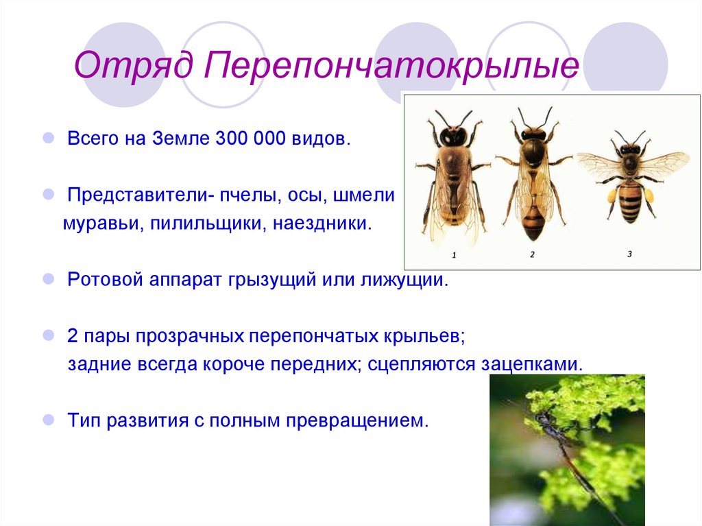 Исследование конечностей домашней пчелы какая биологическая наука. Отряд Перепончатокрылые таблица 7 класс биология. Отряд Перепончатокрылые Крылья. Отряд Перепончатокрылые представители и характеристика. Отряд Перепончатокрылые пчелы представители.