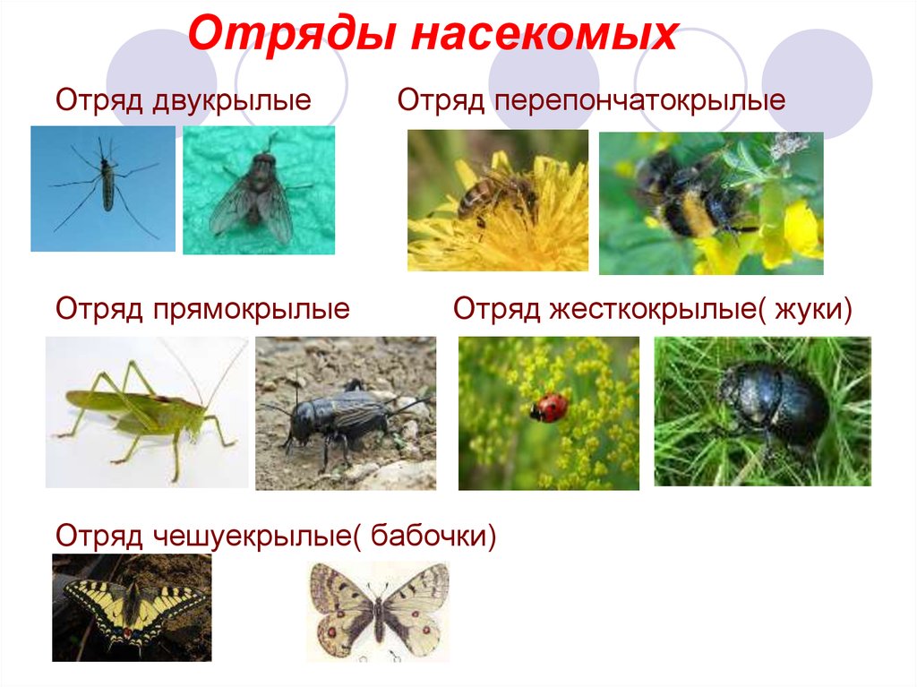 Типы насекомых отряды. Отряды насекомых. Многообразие насекомых отряды. Класс насекомые отряды. Название отряда насекомых.