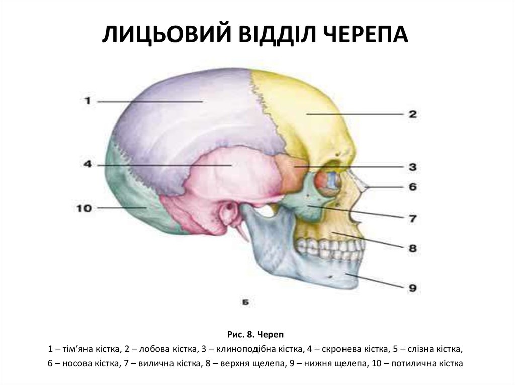 Строение черепа фото