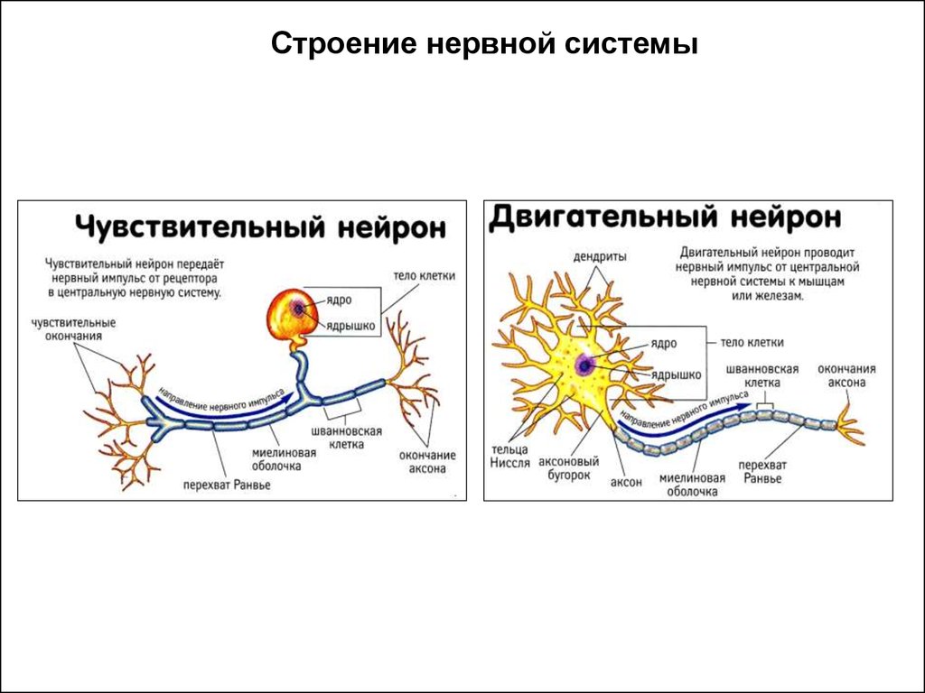 Чувствительный нейрон характеристика. Чувствительный и двигательный Нейрон строение. Строение чувствительного нейрона. Схема строения двигательного нейрона. Строение сенсорного нейрона.