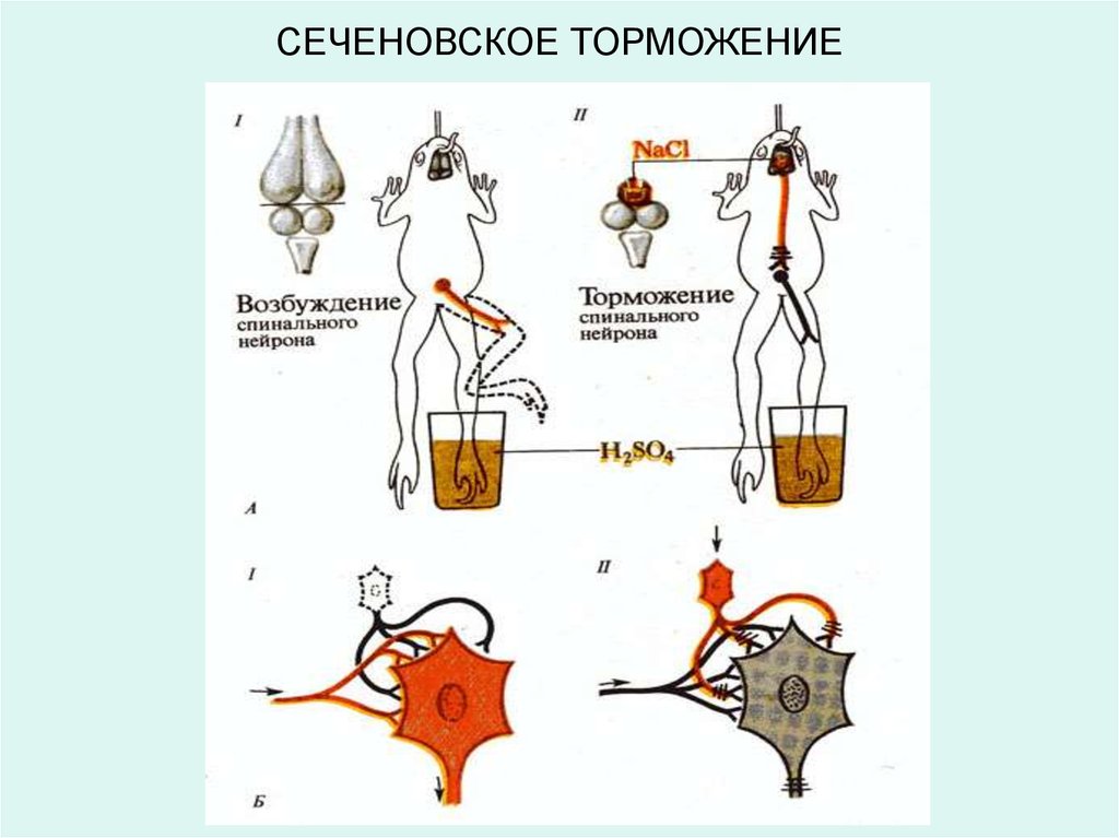 Схема нейрофизиологического механизма сеченовского торможения