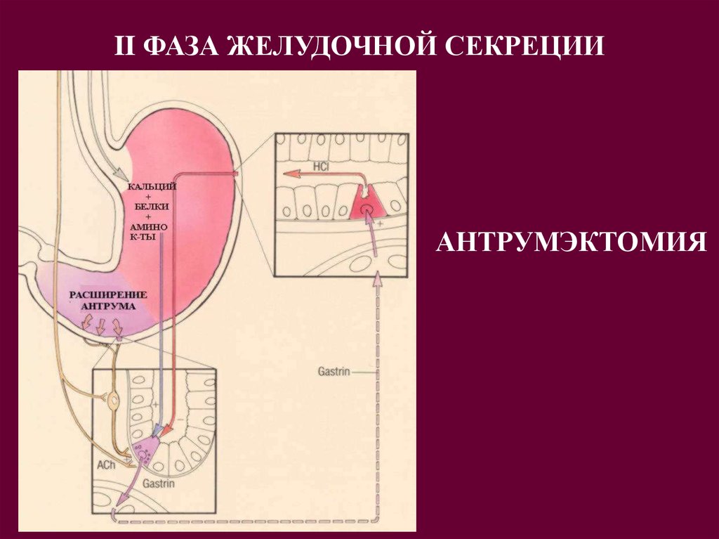 Желудочная фаза желудочной секреции схема