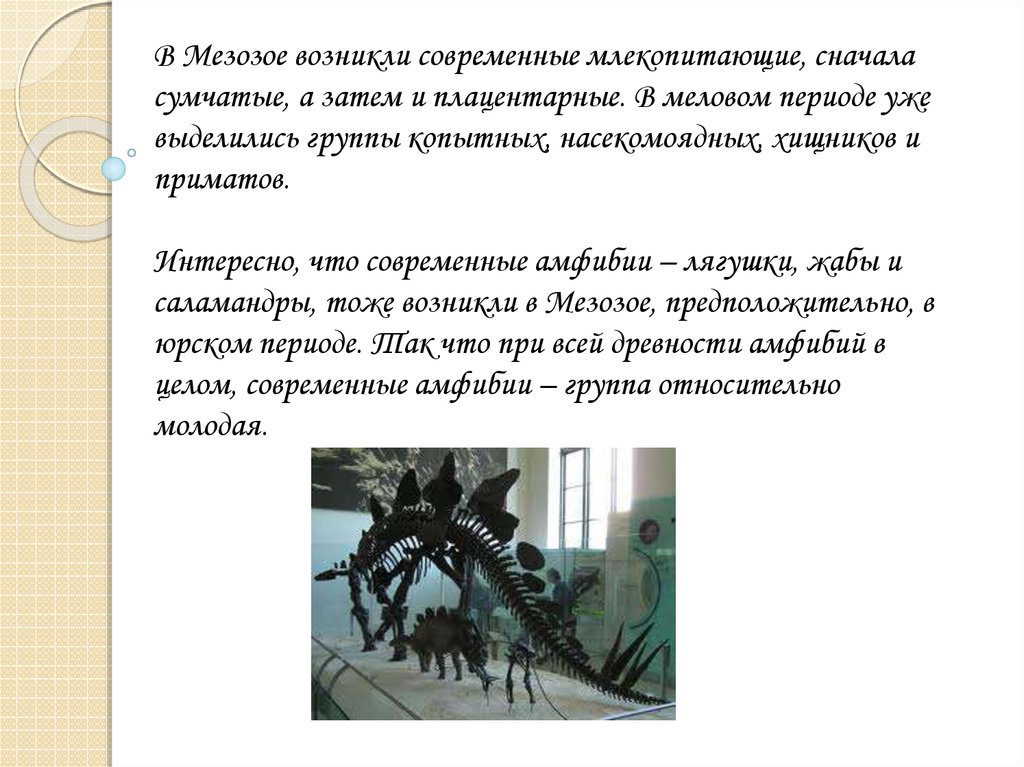 Мезозой что появилось. Тип мезозои. В мезозойскую эру впервые появились. Что следует за мезозоем.