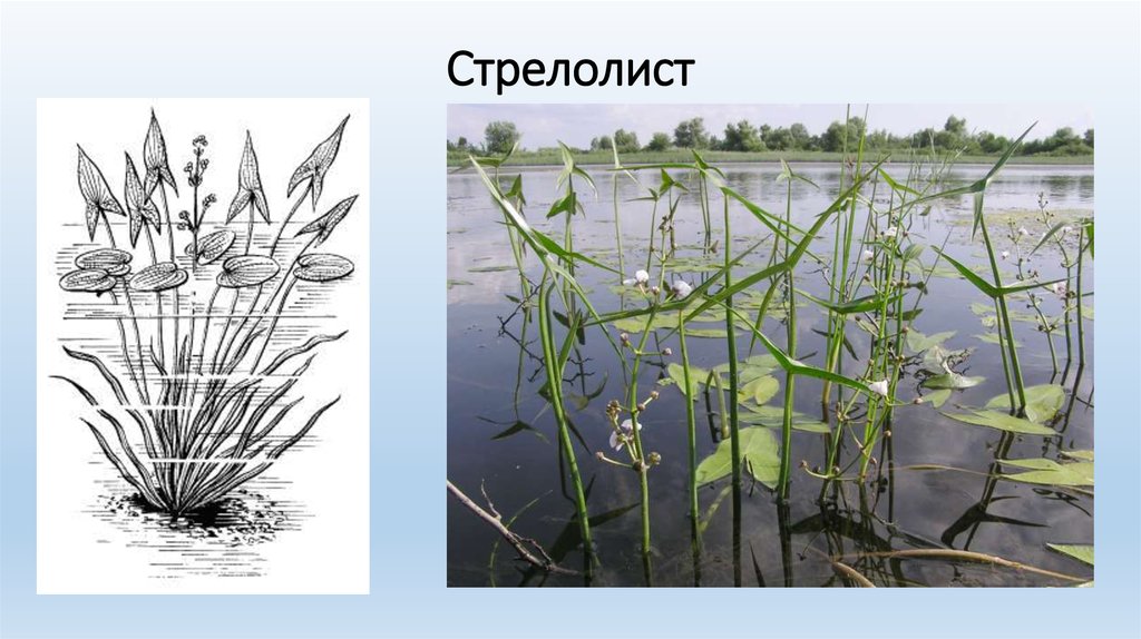 На рисунке изображено растение стрелолист с разными формами листьев