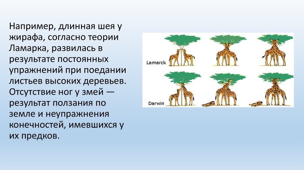 Что по ламарку является причиной появления длинной. Ламарк теория Жираф. Жирафы по теории Ламарка. Объяснить образование длинной шеи у жирафа. Эволюция длинной шеи у жирафа Ламарк.