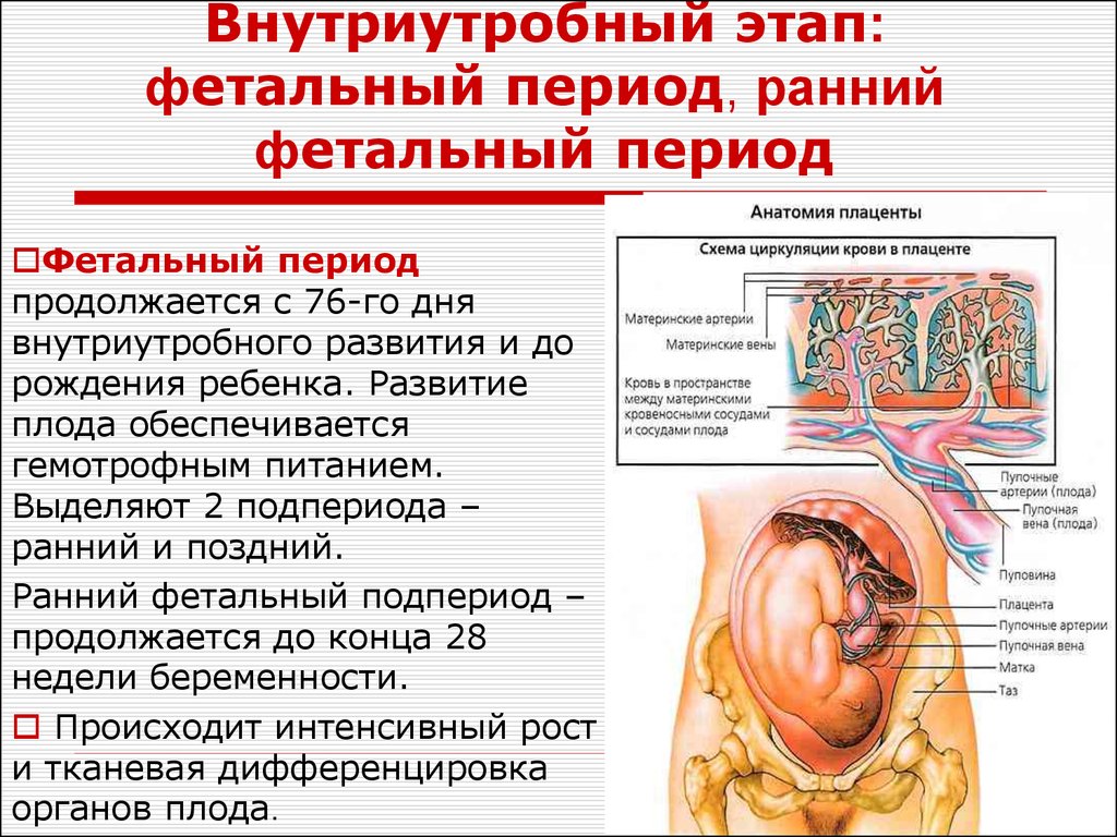 Внутриутробный период у человека длится. Фетальный этап внутриутробного периода. Периоды внутриутробного развития плода. Этапы внутриутробного развития. Внутриутробное развитие схема.