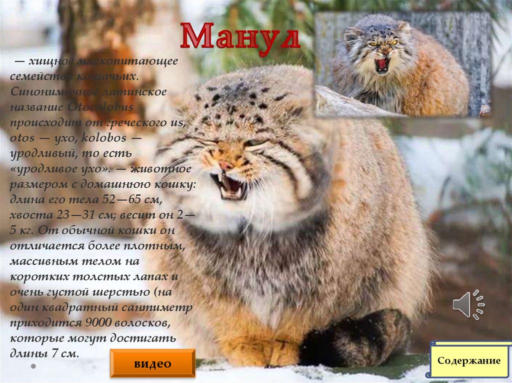 Животные из красной книги вологодской области фото и описание