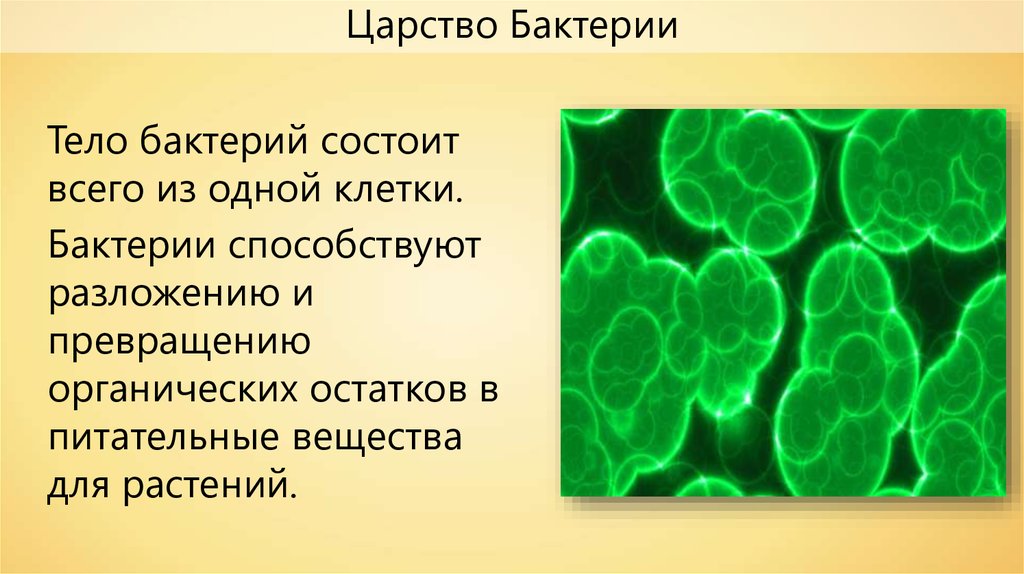 Презентация на тему царство бактерий