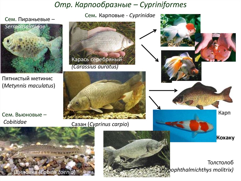 Отряд карпообразные представители. Карпообразные представители. Карпообразные размножение. Отряд Карпообразные особенности строения. Семейство Cyprinidae карповые представители.
