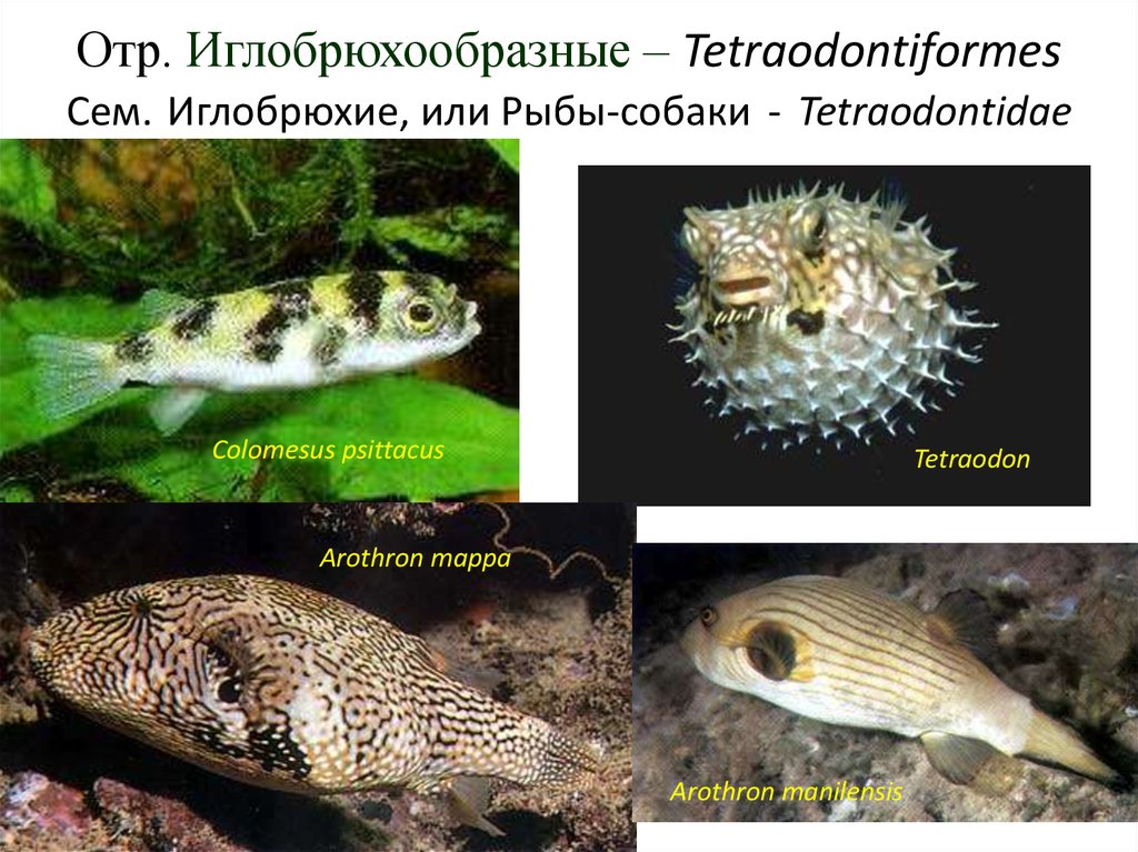 Рыба собака характеристика. Arothron manilensis. Иглобрюхообразные. Представители иглобрюхообразных. Иглобрюхообразные основные представители.