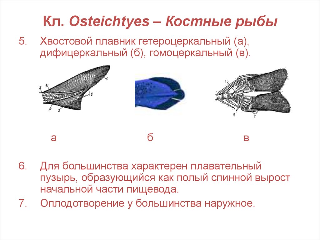 Хвостовой плавник у рыб