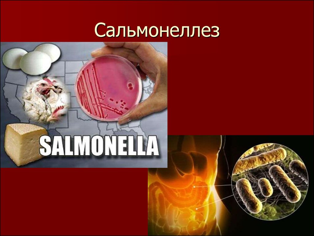 Источник инфекции при сальмонеллезе