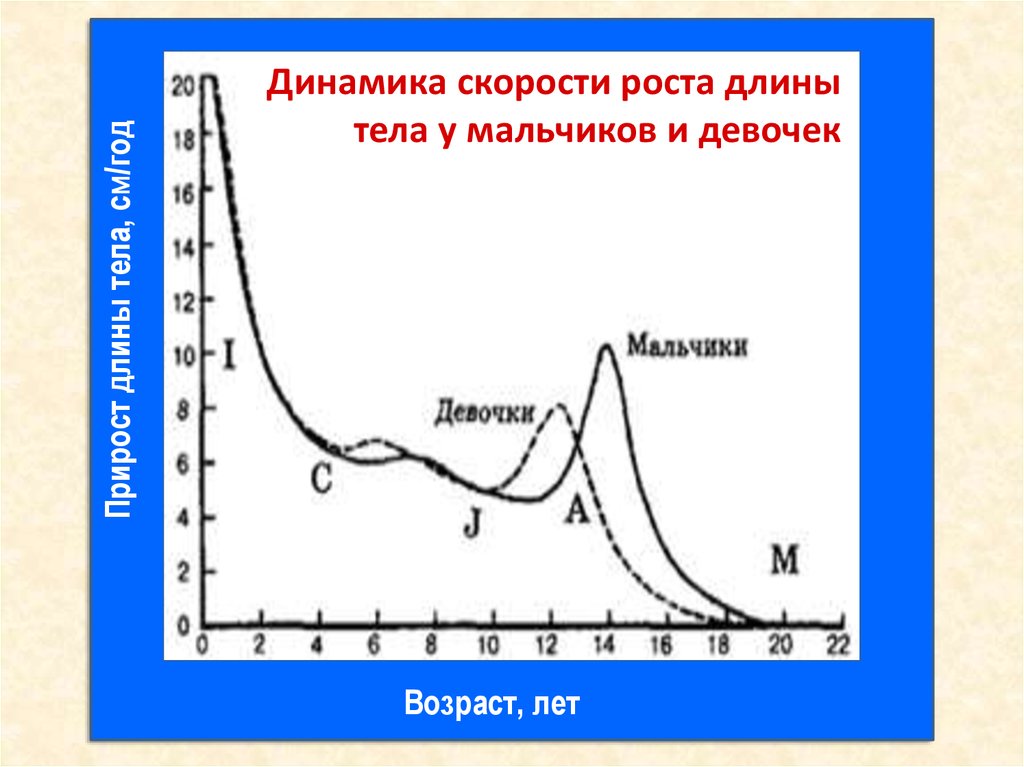 Скорость динамики. Скорость роста человека. Скорость роста человека за год. Скорость роста мальчиков. Динамика скорость.