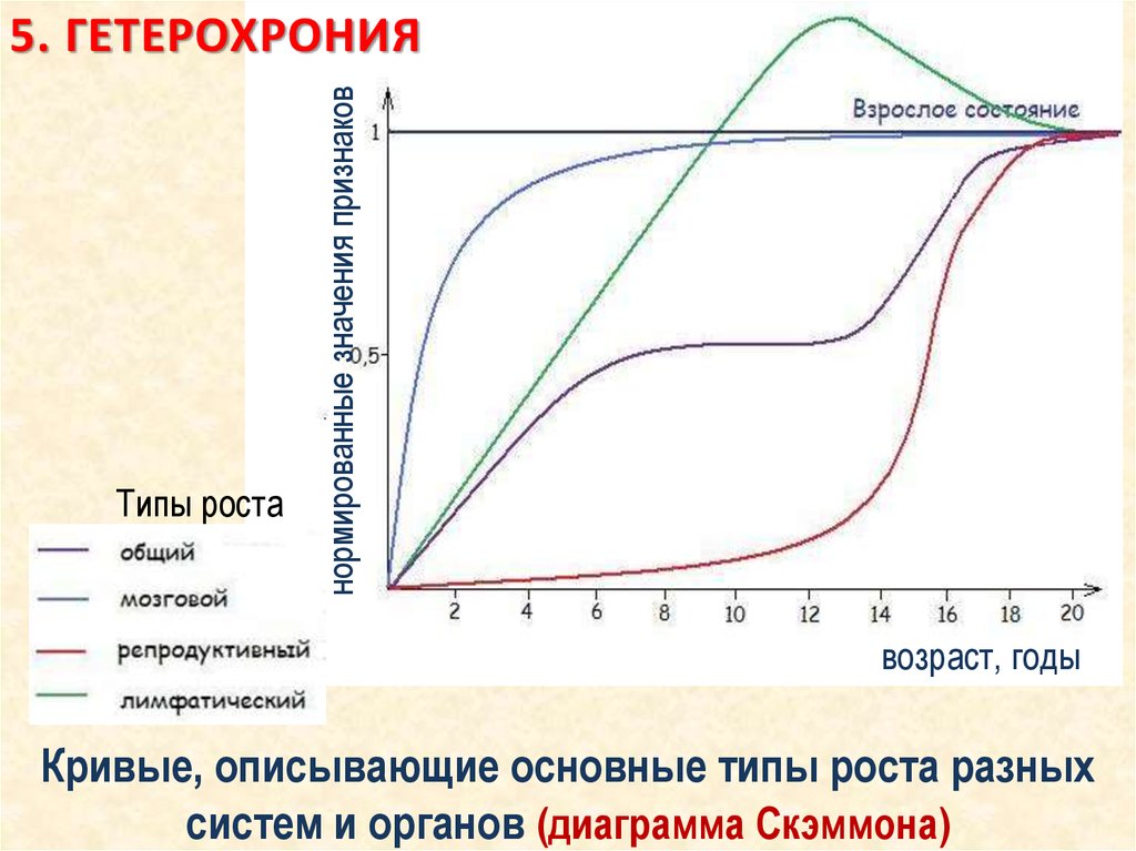 Кривая 20. Гетерохронность роста и развития. Гетерохрония развития это. Кривые роста различных организмов. Диаграмма Скэммона.