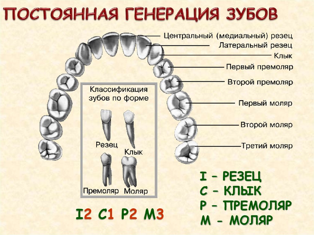 Зубы схема