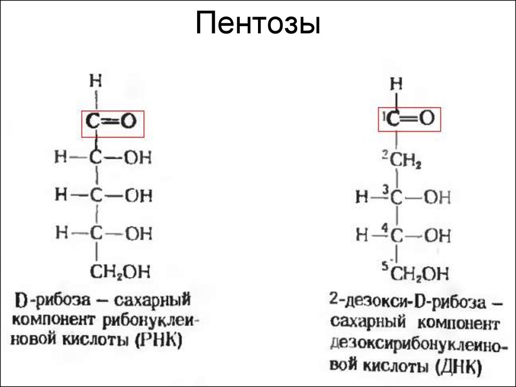 Рибоза характеристика. Пентоза структурная формула. Пентоза химическая структура. Пентоза рибоза формула. Структурная формула кетопентозы.