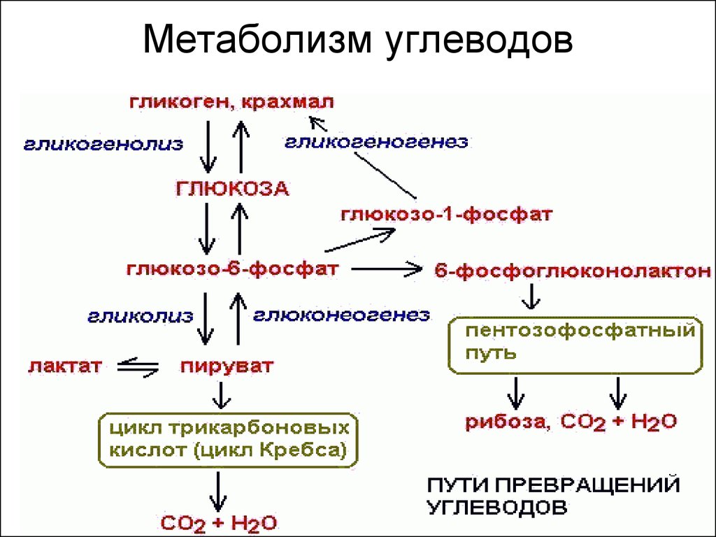 Как происходит обмен углеводов. Схема энергетического обмена углеводов. Схема обмена веществ углеводов. Метаболические пути биохимия схема. Обмен углеводов в организме человека схема.