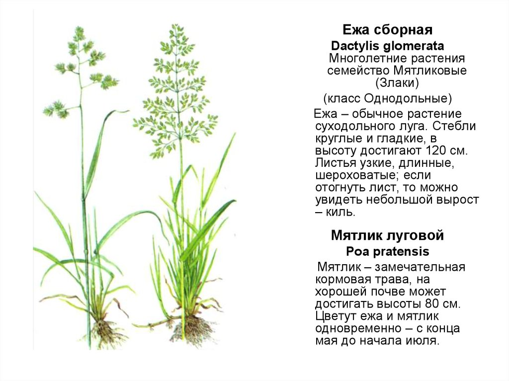 Ежа злак. Ежа сборная среда обитания. Кормовая трава ежа. Трава ежа сборная. Ежа сборная (Dactylis glomerata).