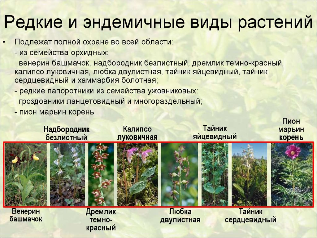 Редкие и эндемичные виды растений